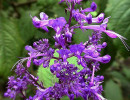 41 can you identify this flower  13  800
