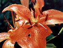 57 can you identify this flower  24  800