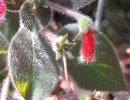 wildflower 1 800