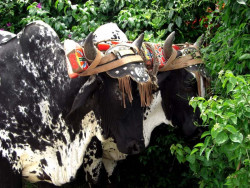 12 two oxens 800