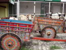 7 oxcarts in santa ana 800