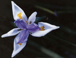 15 can you identify this flower  3  800