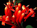 36 can you identify this flower  12  800