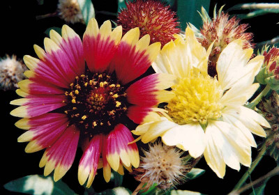 #15
