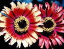 28 multi colored gazanias in honduras 800