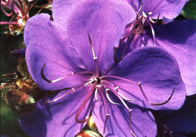 Unidentified Flowers -2